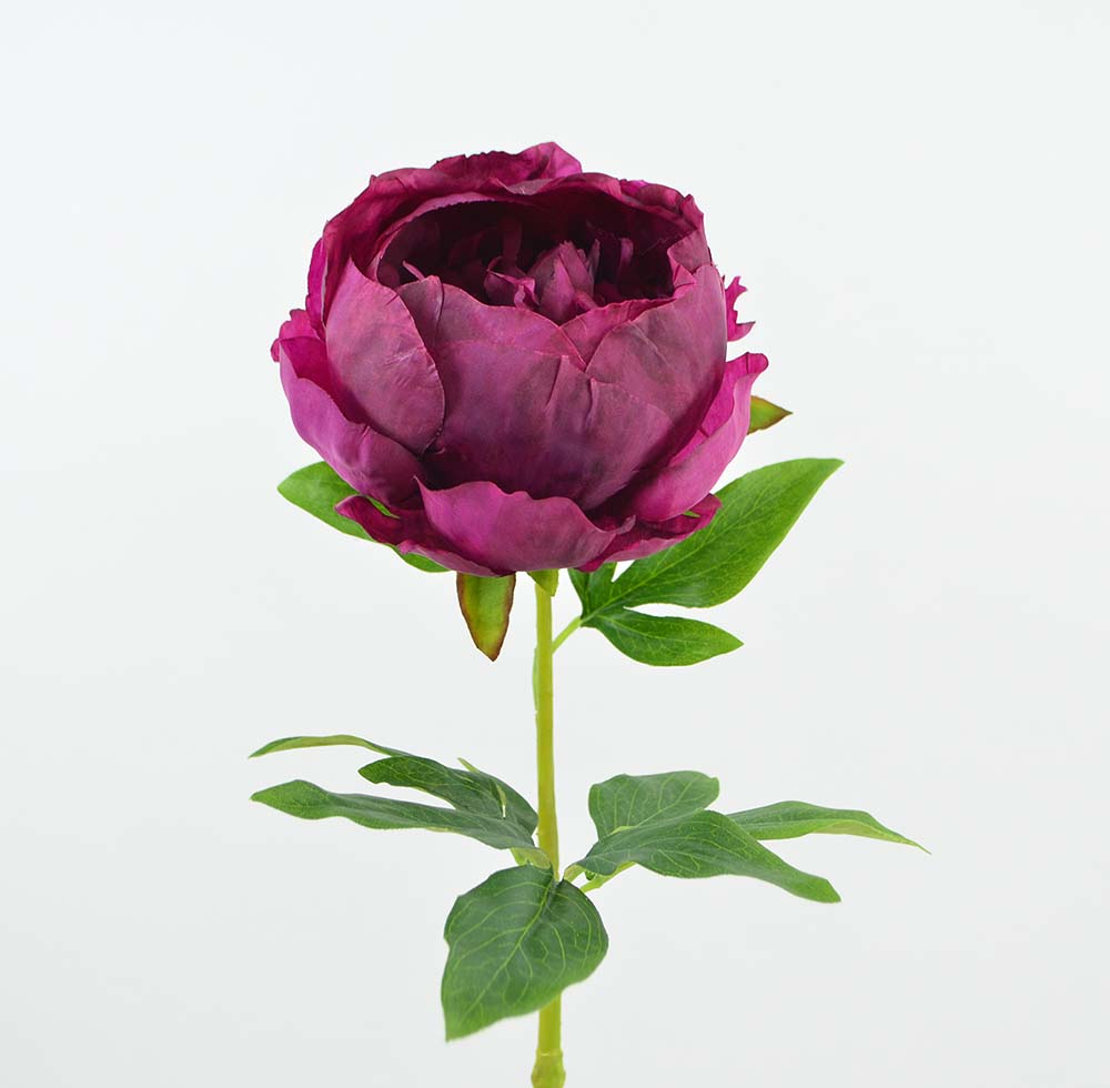 Peonie, 57 cm, burgundy