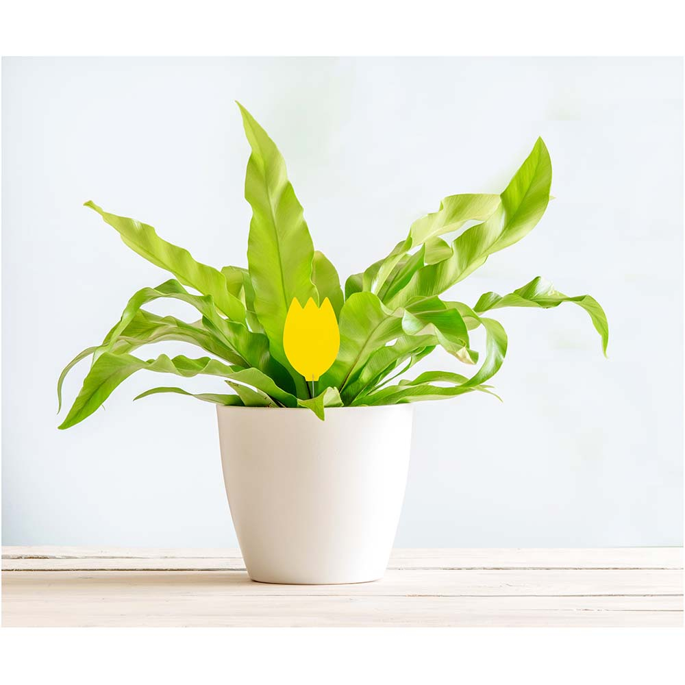 Green Protect Plante Insektfælde