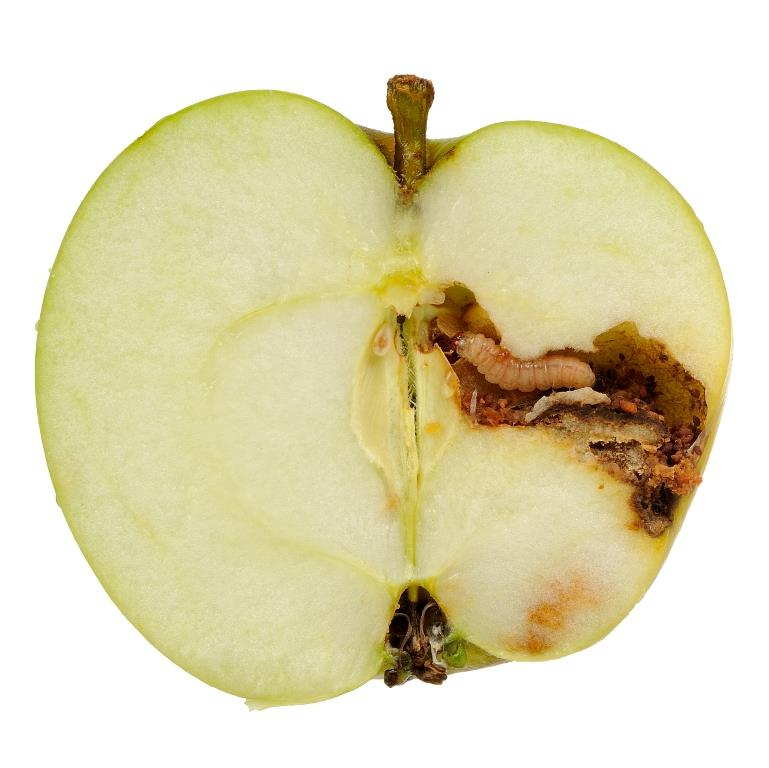 Green Protect Æbleviklerfælde